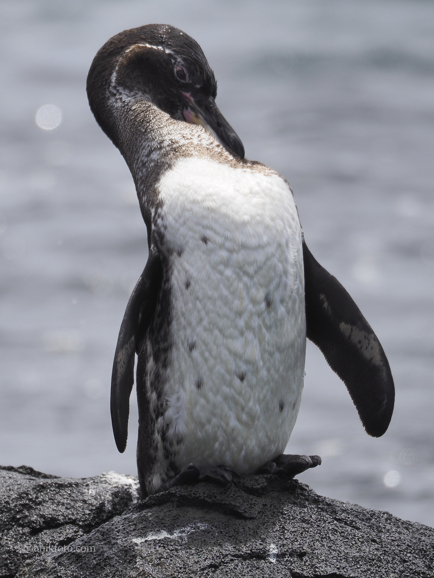 Pingouin - Galapagos