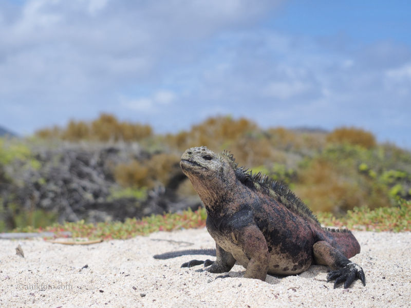 Iguane marin - Galapagos