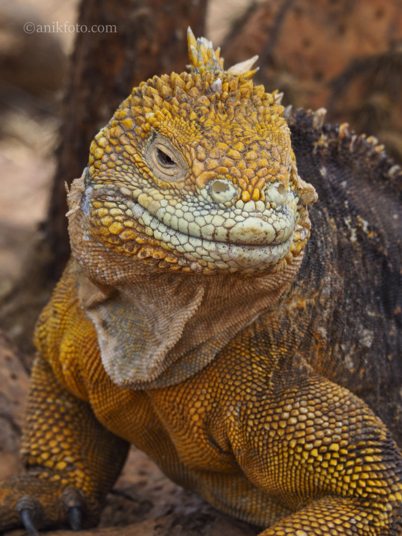 Iguane terrestre - Galapagos