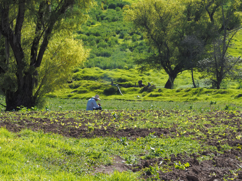 Un paysan dans son champ - Lago de Tota - Colombie